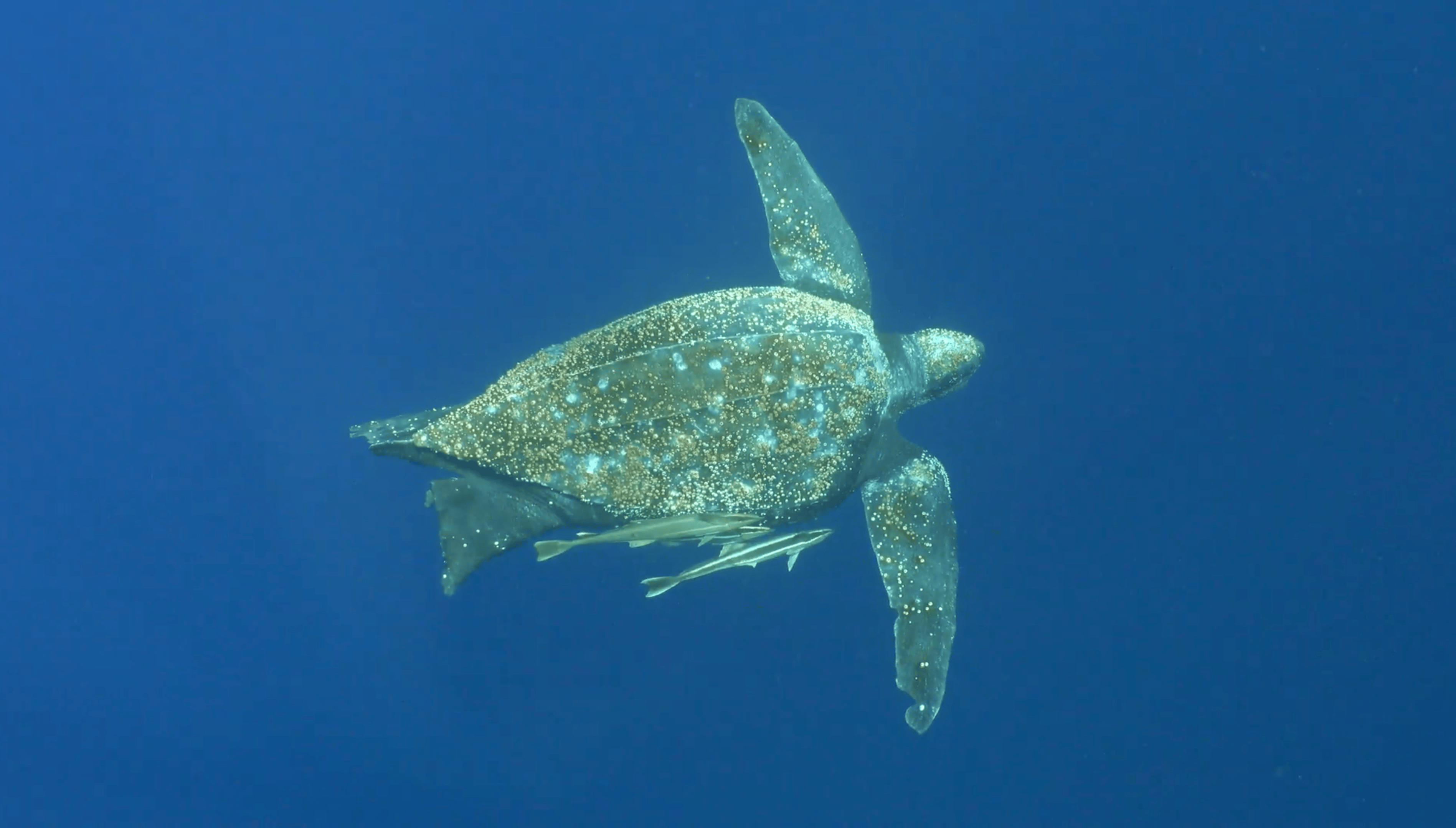 Film still from Seeking Tabob — leatherback turtle